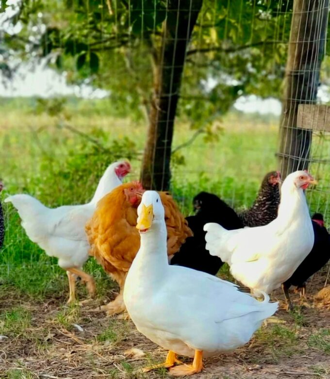 White Pekin Ducks - Image 31