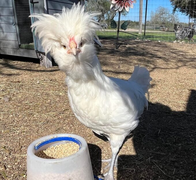 White Polish Chicken - Image 21