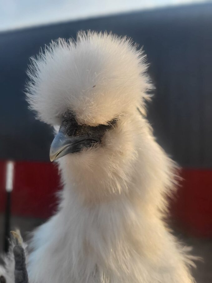 White Silkie Bantam - Image 72