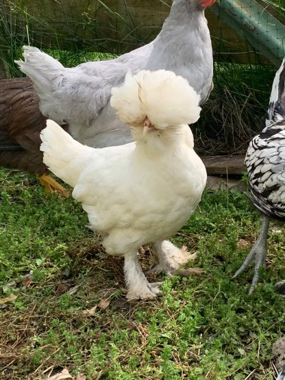 white sultan chicken