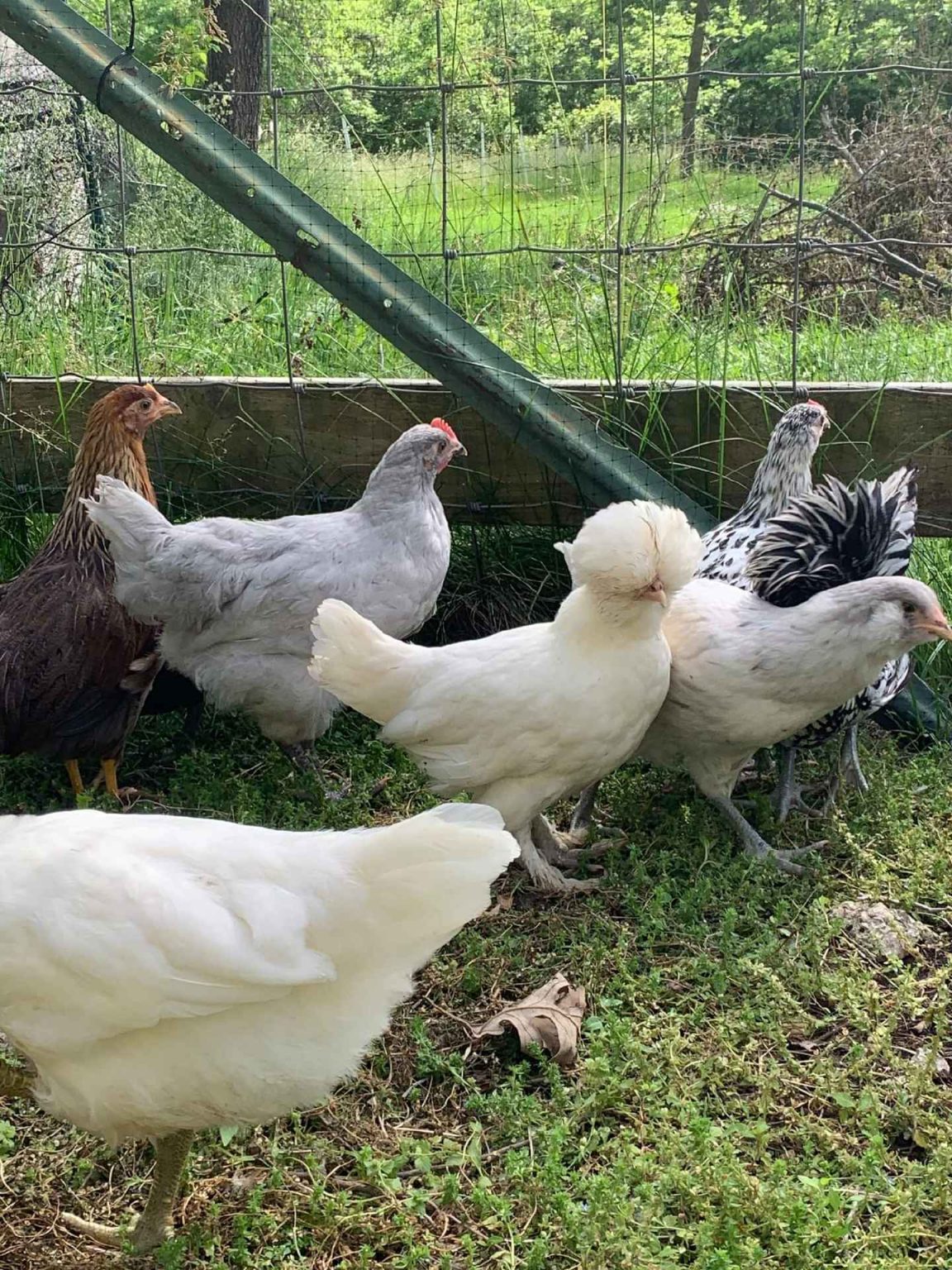 White Sultan Chickens Baby Chicks for Sale Cackle Hatchery®