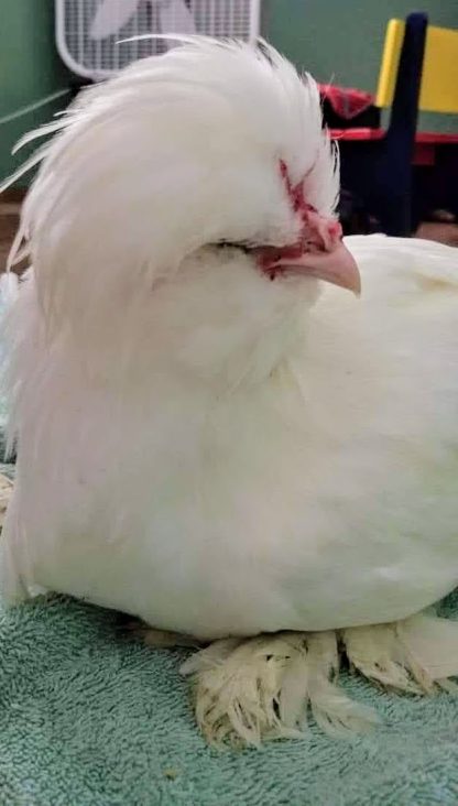 White Sultan Chicken