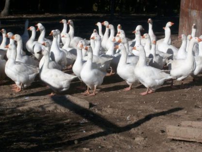 A Cackle Hatchery® Breeder Flock of White Embden Geese