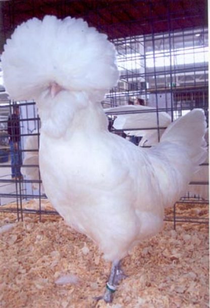 Close Up of Bearded White Polish Hen