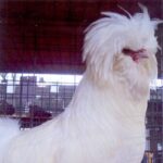 Bearded White Polish Rooster