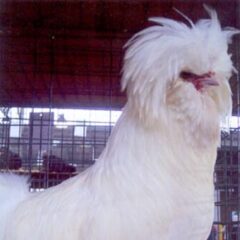 Bearded White Polish Rooster