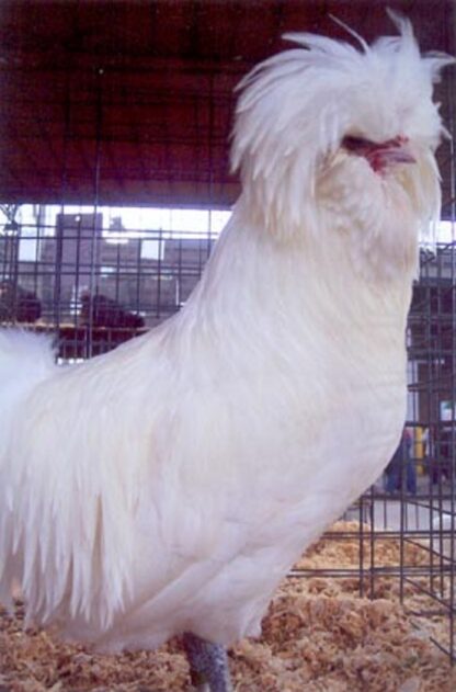 Bearded White Polish Rooster