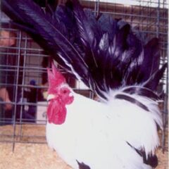 Black Tailed White Japanese Bantam Rooster