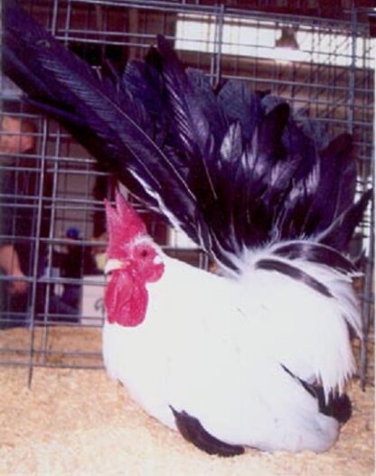 Black Tailed White Japanese Bantam Rooster
