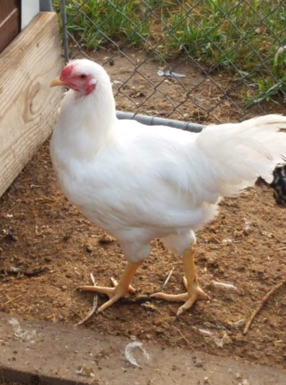 White Chantecler Chickens
