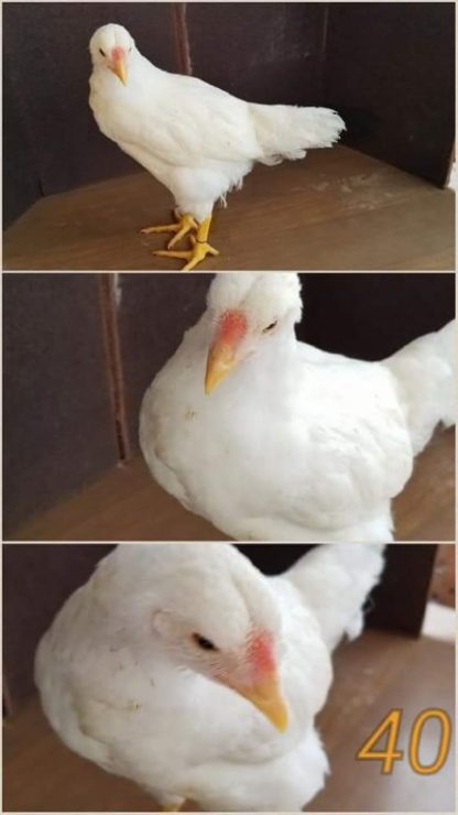 White Chantecler Chickens