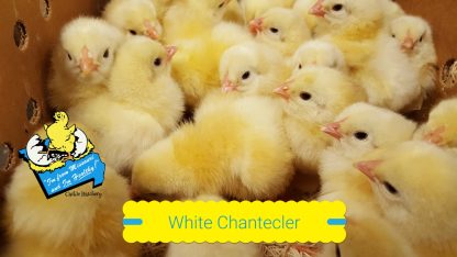 White Chantecler Chicks