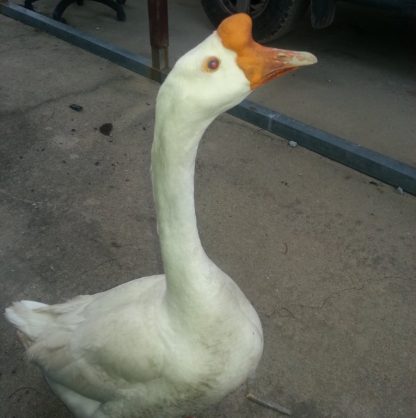 White Chinese Goose