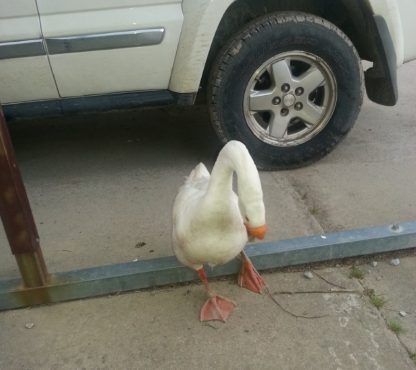 White Chinese Goose