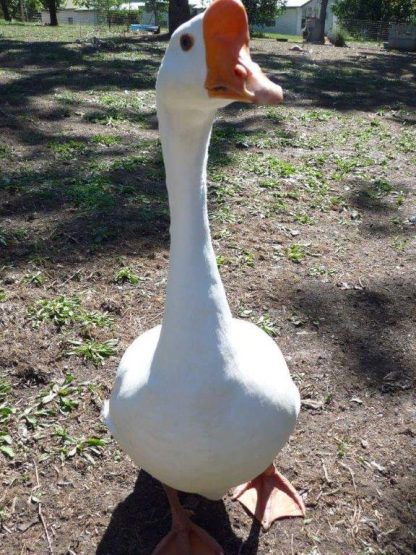 White Chinese Goose