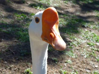 White Chinese Goose