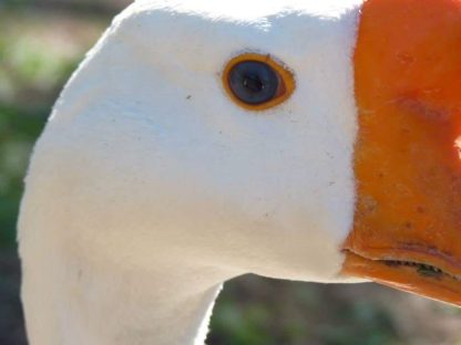 White Chinese Goose