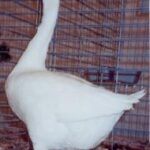 White Chinese Goose