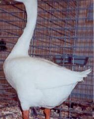 White Chinese Goose