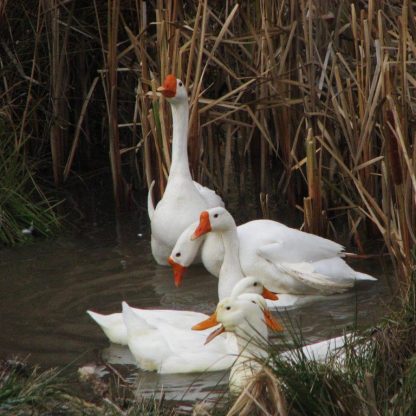 White Chinese Goose