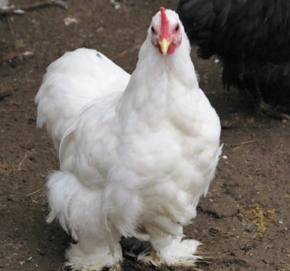 White Cochin Bantam Chicken | Cackle Hatchery®