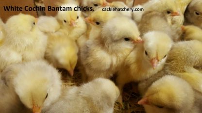 White Cochin Bantam Chicks