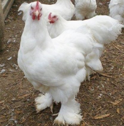 White Chochin Standard Chickens