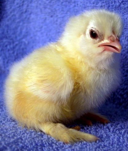 White Cochin Standard Chick