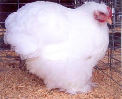 White Chochin Standard Chicken