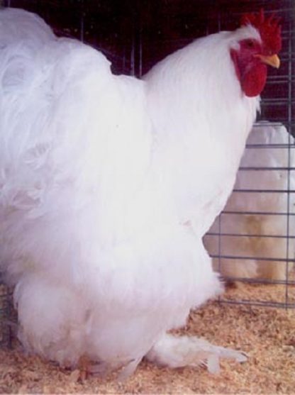 White Chochin Standard Chickens