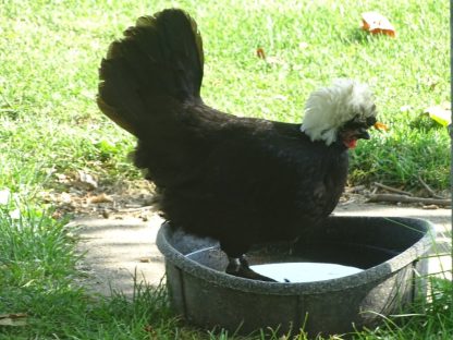 White Crested Black Polish Chicken