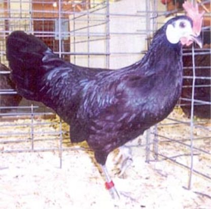 White Faced Black Spanish Bantam