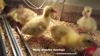 White Embden Geese