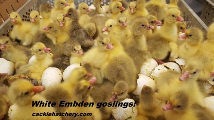 White Embden Goslings