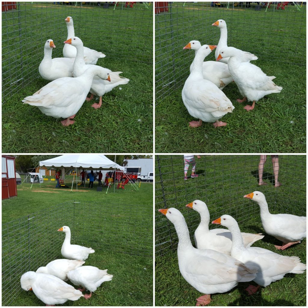 White Embden Geese Baby Gosling for Sale Cackle Hatchery®