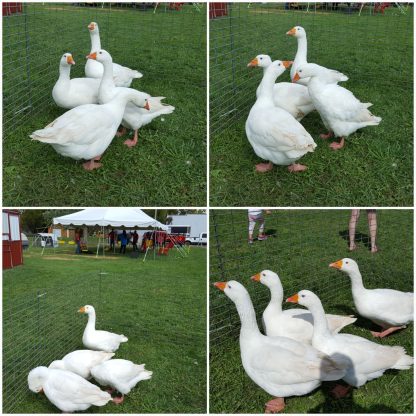 White Embden Geese