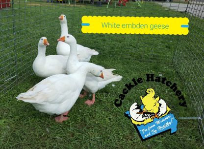 White Embden Geese