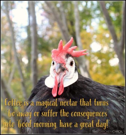 White Faced Black Spanish Bantam