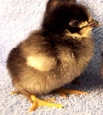 White Faced Black Spanish Bantam Chick