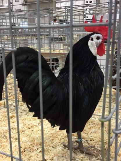 White Faced Black Spanish Bantam