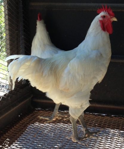 White Jersey Giant Hen Chicken Breed