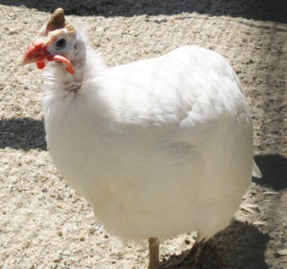 White Guinea