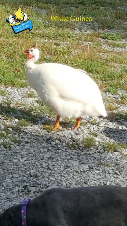 White Guinea