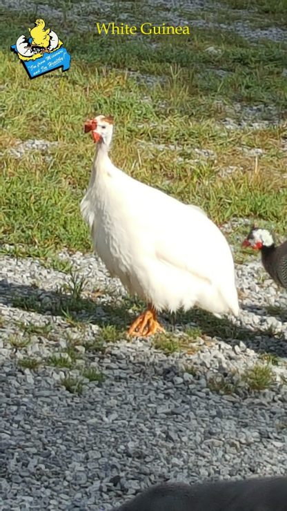 White Guinea