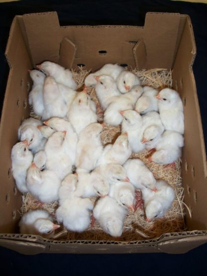 Day old White Guinea Fowl Keets