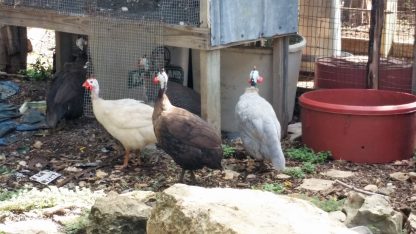 White Guineas Kal Katzer Sr