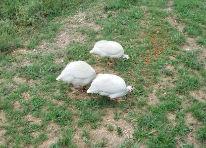 White Guineas William Anderson