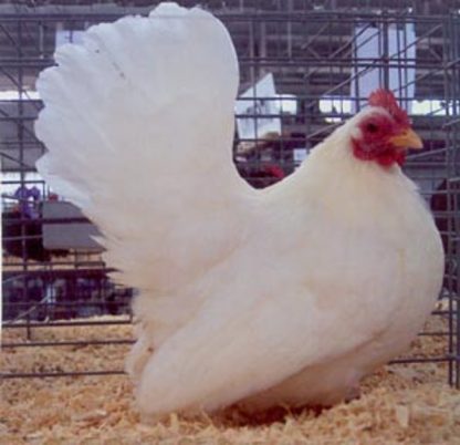 White Japanese Bantam Chicken