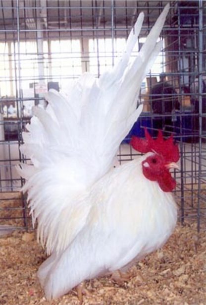 White Japanese Bantam Chicken