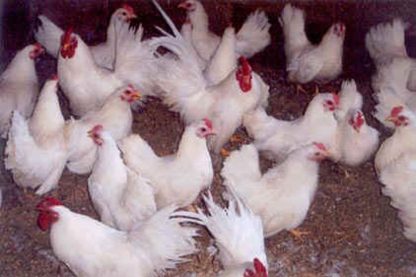 Flock of White Japanese Bantam Chickens